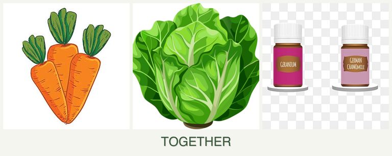 Can you plant carrots, lettuce and geraniums together?