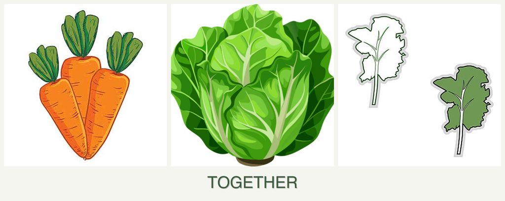 Can you plant carrots, lettuce and kale together?