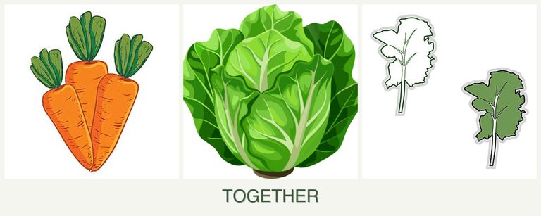 Can you plant carrots, lettuce and kale together?