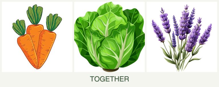 Can you plant carrots, lettuce and lavender together?
