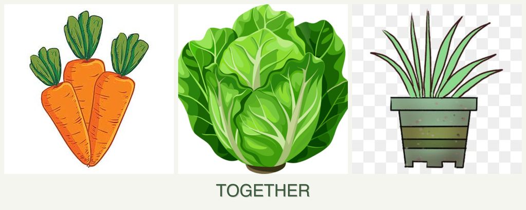 Can you plant carrots, lettuce and lemongrass together?