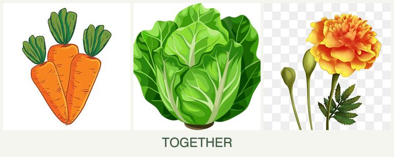 Can you plant carrots, lettuce and marigolds together?
