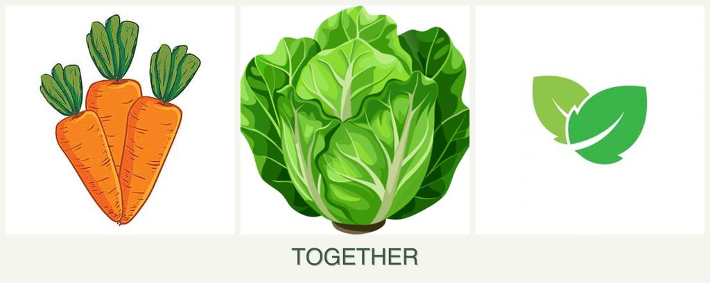 Can you plant carrots, lettuce and mint together?