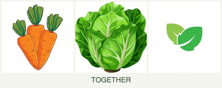Can you plant carrots, lettuce and mint together?