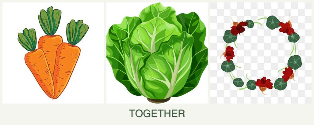 Can you plant carrots, lettuce and nasturtiums together?