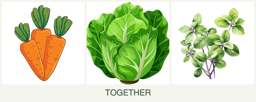 Can you plant carrots, lettuce and oregano together?