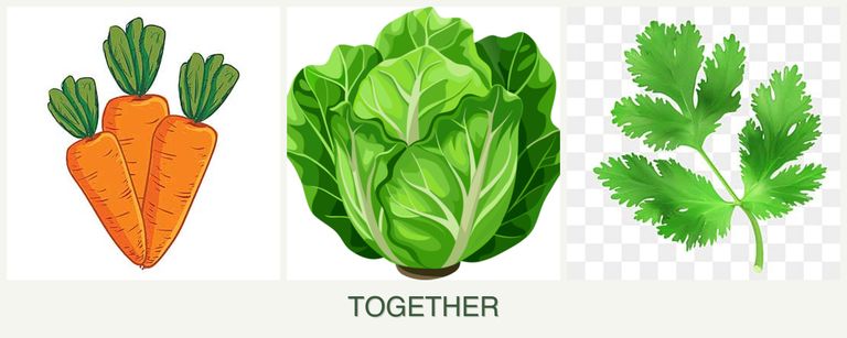 Can you plant carrots, lettuce and parsley together?