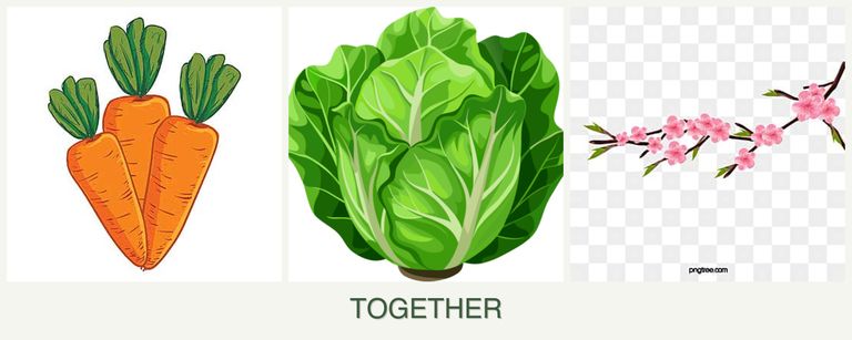 Can you plant carrots, lettuce and peaches together?