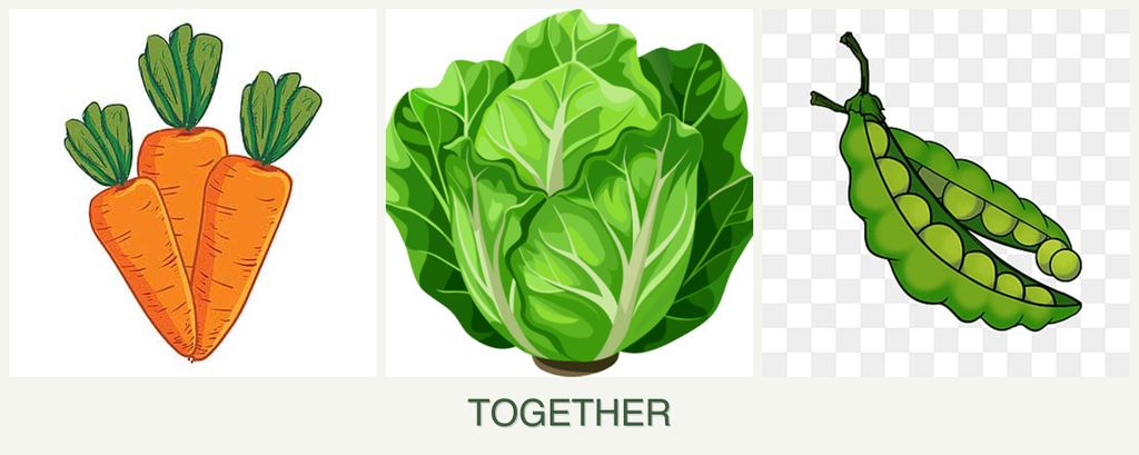 Can you plant carrots, lettuce and peas together?