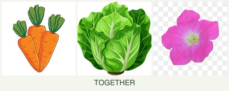Can you plant carrots, lettuce and petunias together?