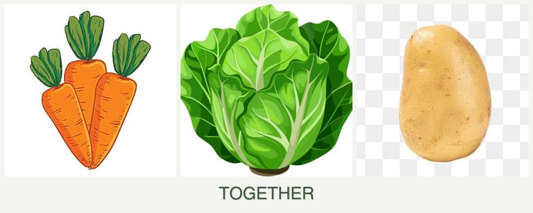 Can you plant carrots, lettuce and potatoes together?