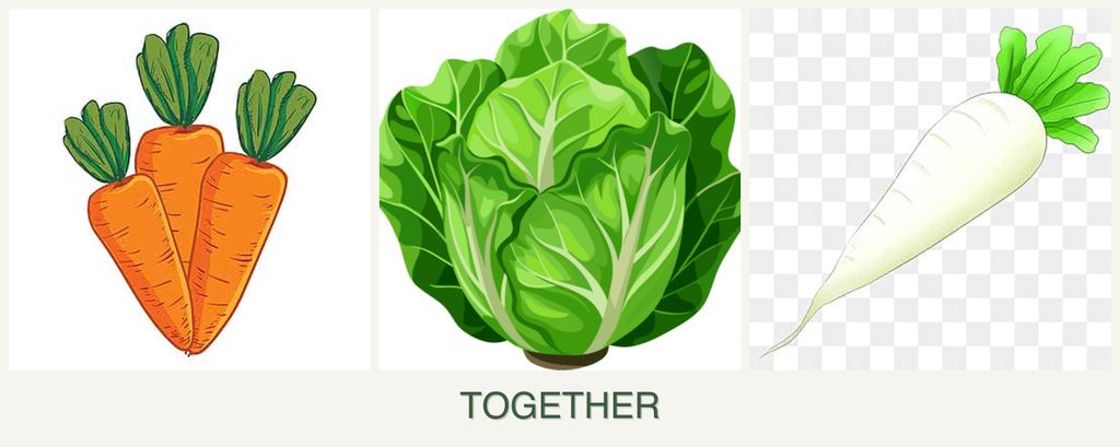 Can you plant carrots, lettuce and radishes together?