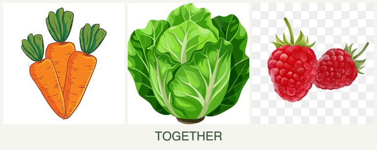Can you plant carrots, lettuce and raspberries together?