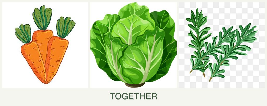 Can you plant carrots, lettuce and rosemary together?