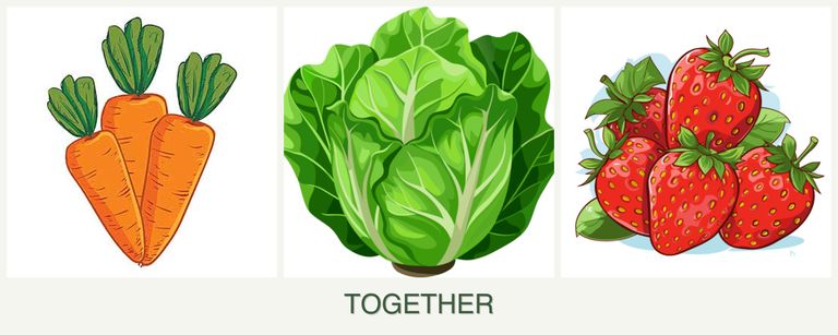 Can you plant carrots, lettuce and strawberries together?