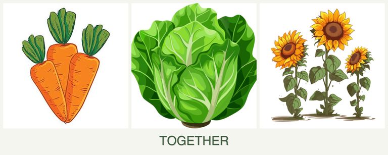 Can you plant carrots, lettuce and sunflowers together?
