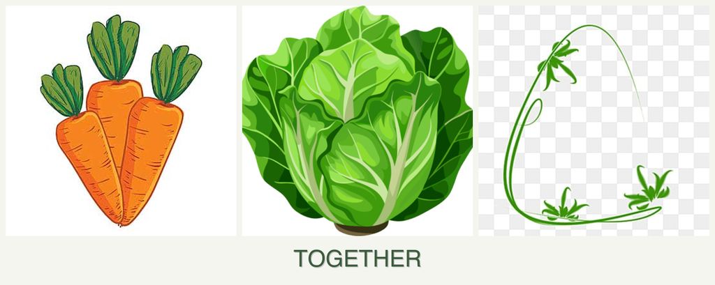 Can you plant carrots, lettuce and tarragon together?