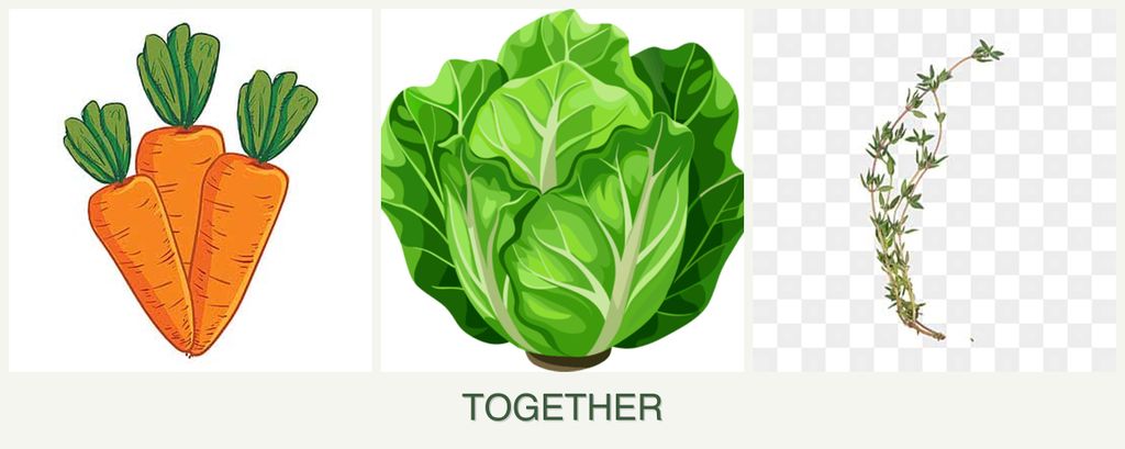 Can you plant carrots, lettuce and thyme together?
