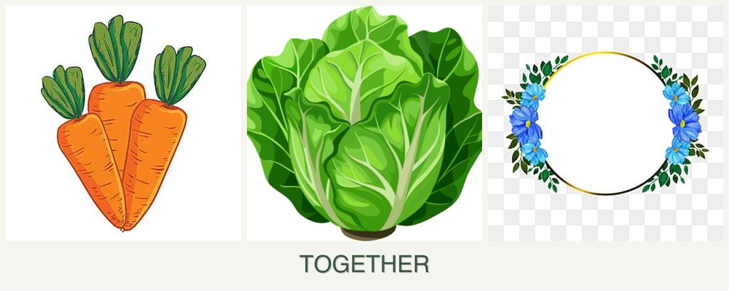 Can you plant carrots, lettuce and zinnias together?