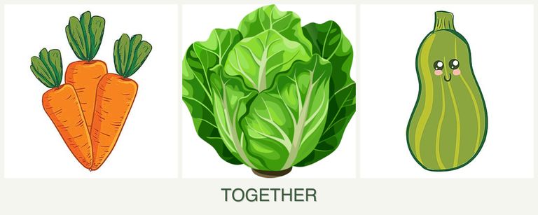 Can you plant carrots, lettuce and zucchini together?