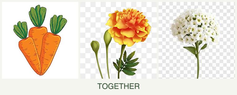 Can you plant carrots, marigolds and alyssum together?