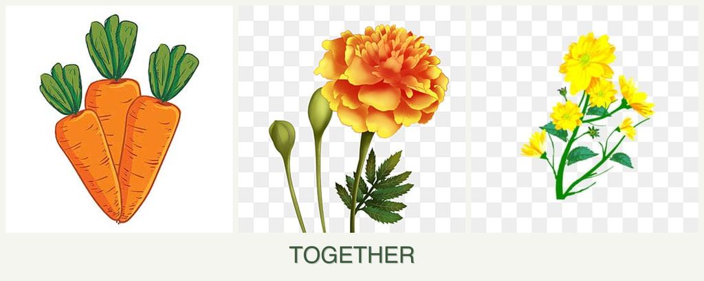 Can you plant carrots, marigolds and calendula together?