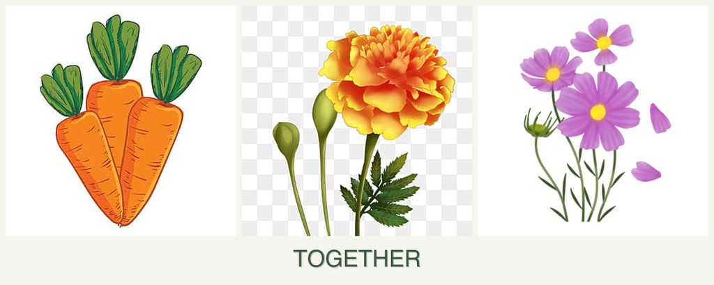 Can you plant carrots, marigolds and cosmos together?