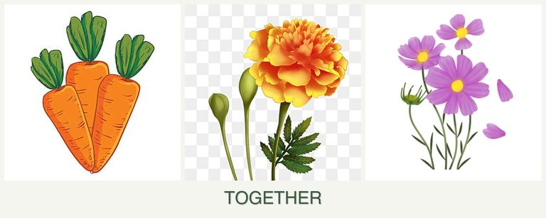 Can you plant carrots, marigolds and cosmos together?