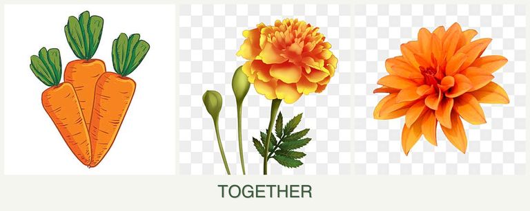 Can you plant carrots, marigolds and dahlias together?