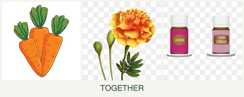 Can you plant carrots, marigolds and geraniums together?