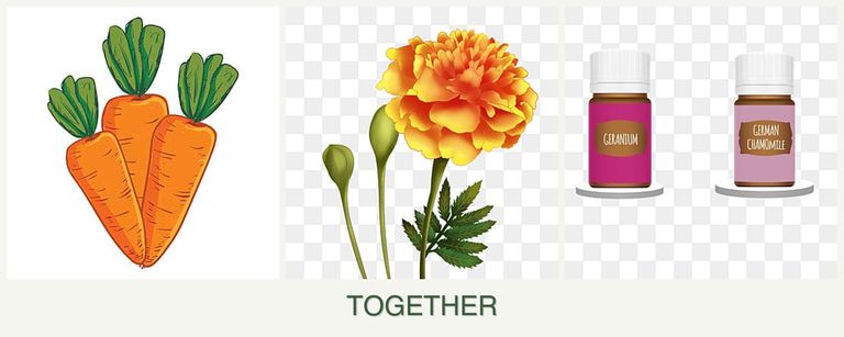 Can you plant carrots, marigolds and geraniums together?