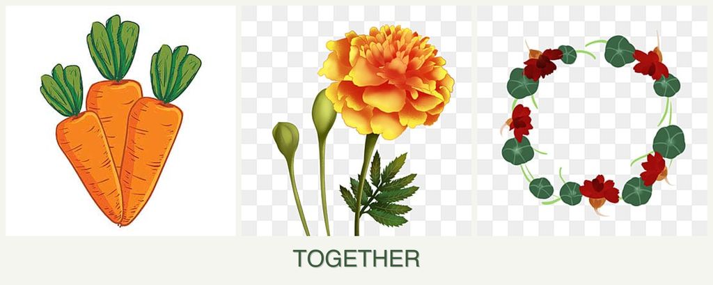 Can you plant carrots, marigolds and nasturtiums together?