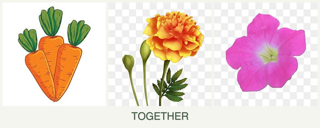 Can you plant carrots, marigolds and petunias together?