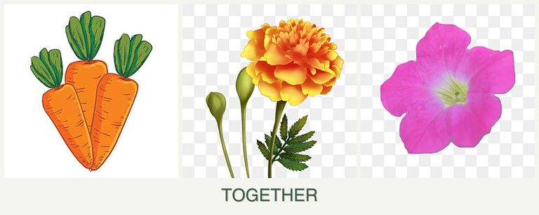 Can you plant carrots, marigolds and petunias together?