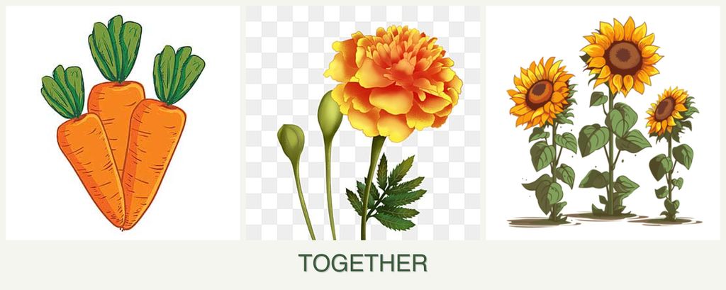 Can you plant carrots, marigolds and sunflowers together?