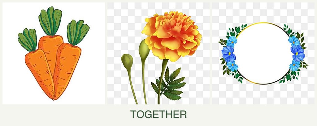 Can you plant carrots, marigolds and zinnias together?