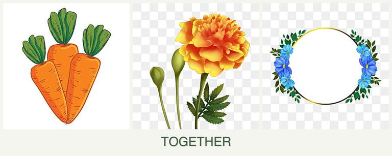 Can you plant carrots, marigolds and zinnias together?
