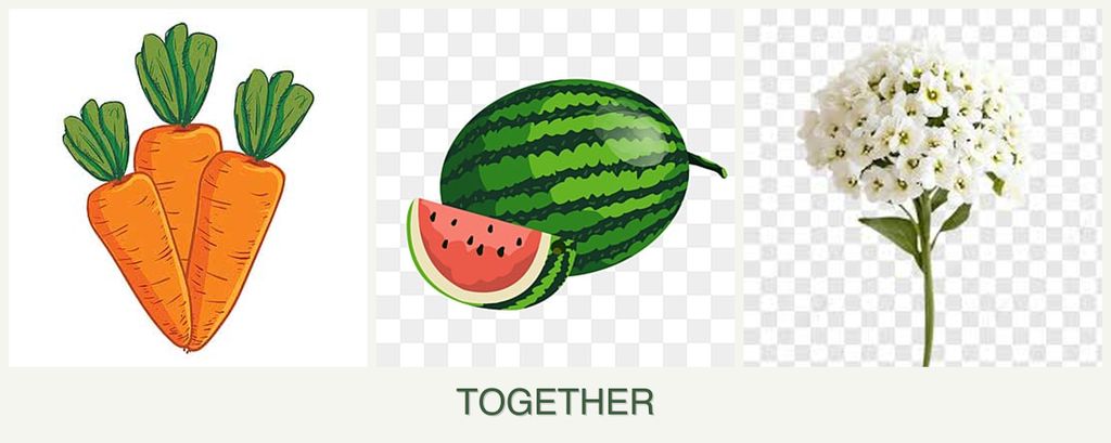 Can you plant carrots, melons and alyssum together?