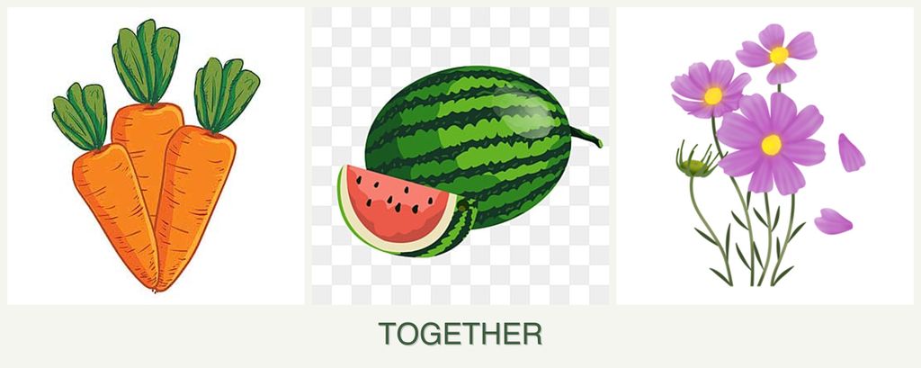 Can you plant carrots, melons and cosmos together?