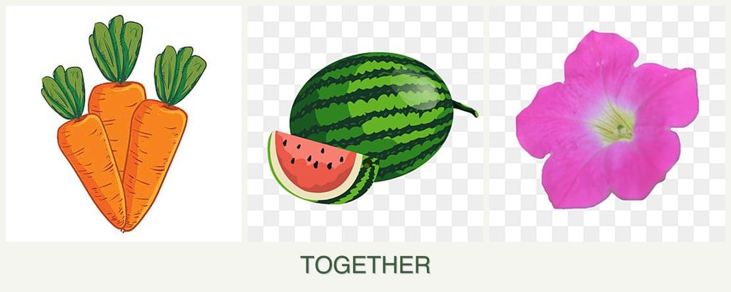Can you plant carrots, melons and petunias together?