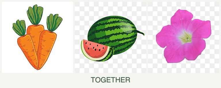 Can you plant carrots, melons and petunias together?