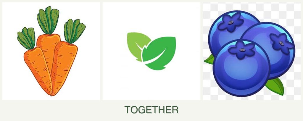 Can you plant carrots, mint and blueberries together?