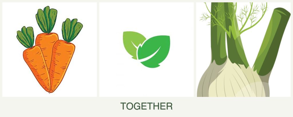 Can you plant carrots, mint and fennel together?