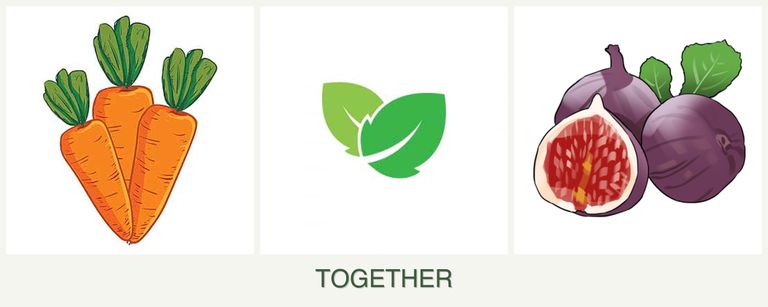 Can you plant carrots, mint and figs together?