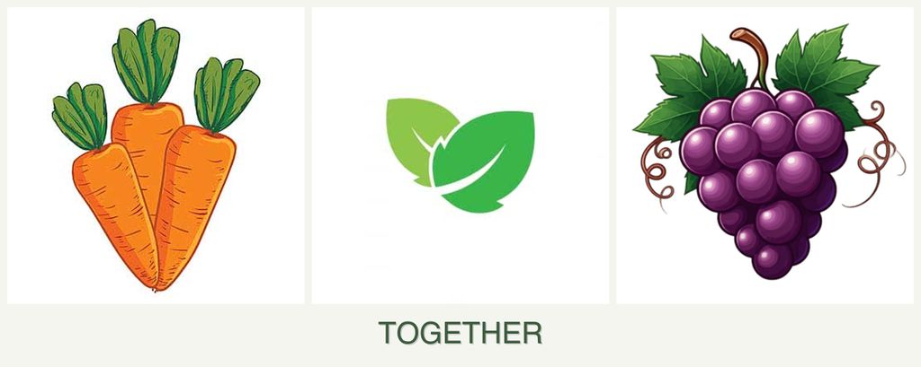 Can you plant carrots, mint and grapes together?