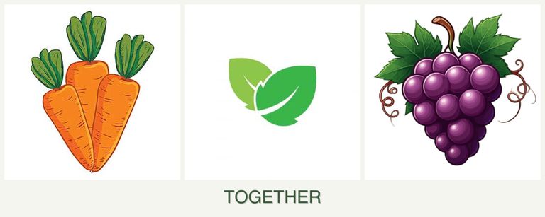 Can you plant carrots, mint and grapes together?