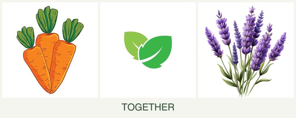 Can you plant carrots, mint and lavender together?