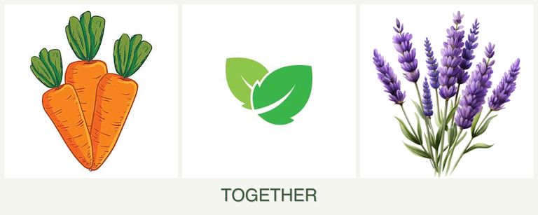 Can you plant carrots, mint and lavender together?
