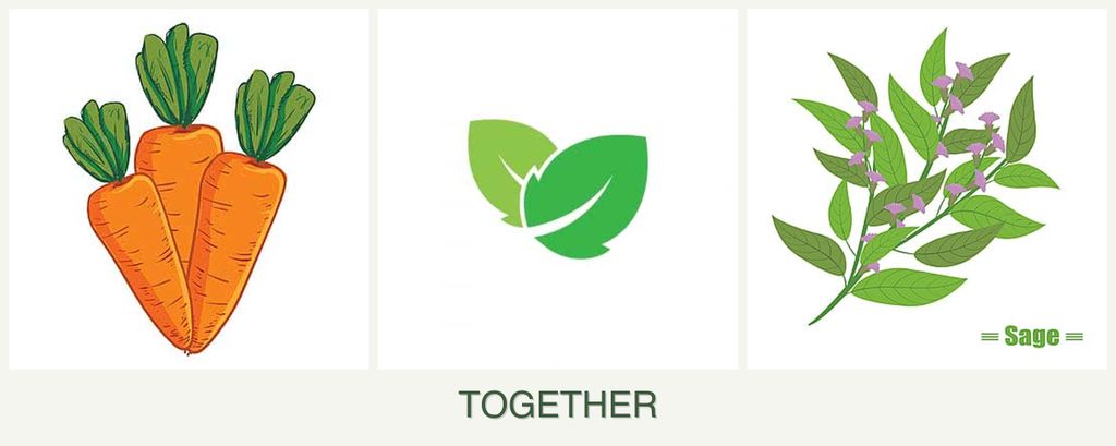 Can you plant carrots, mint and sage together?