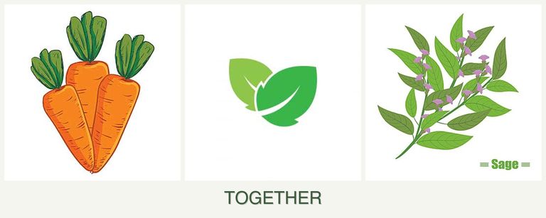 Can you plant carrots, mint and sage together?